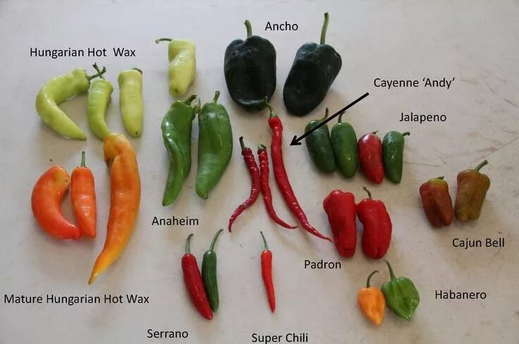 Разновидности перцев фото с названиями Peppers - Sweet and Heat! : Yard and Garden News : University of Minnesota Exten