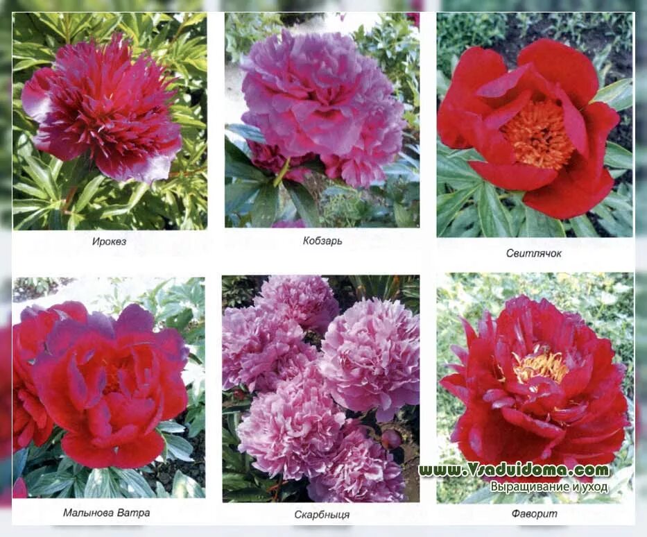 Разновидности пионов с фото и описанием Peonies (photo) planting and care in the open field from A to Z Site about a gar