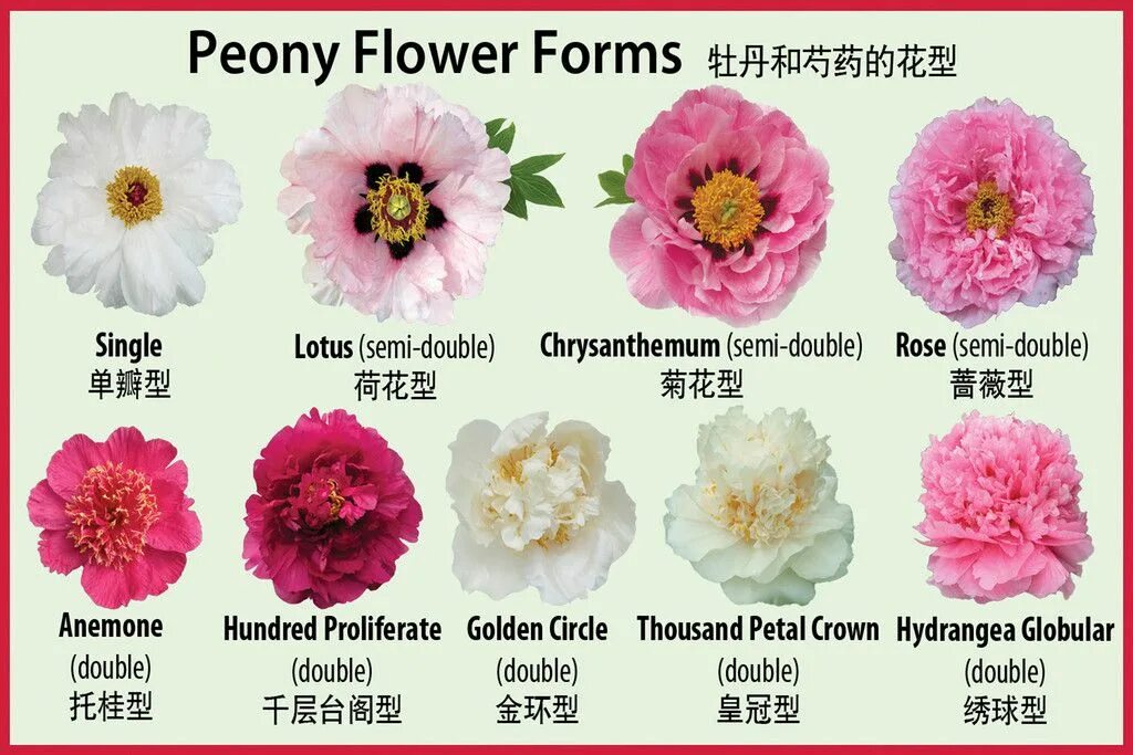 Разновидности пионов с фото и описанием Peony Flower Forms