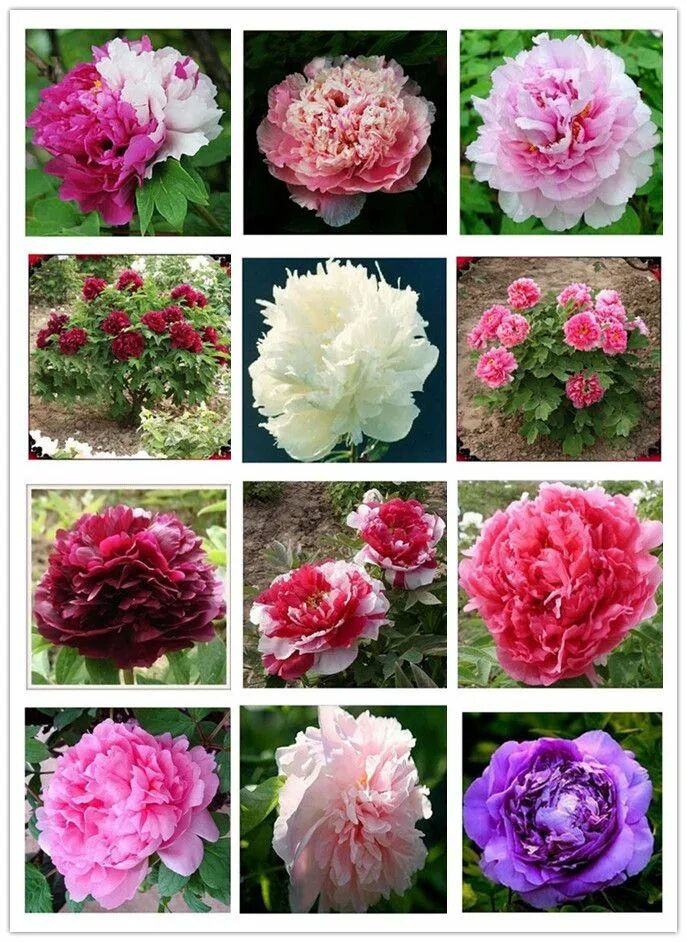 Разновидности пионов с фото и описанием названиями 24 kinds Pretty Peony Seeds 15pcs/pack Free Shipping High Quality Peony Flower S