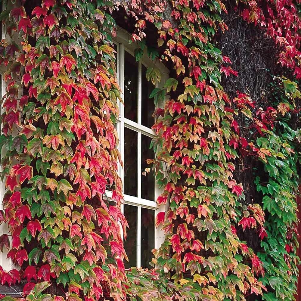 Разновидности плюща садового фото BOSTON IVY VIGOROUS SELF CLINGING VINE CREEPER 50 SEEDS PER PACK eBay