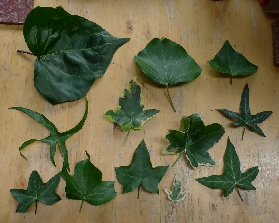 Разновидности плющей комнатных растений фото с названиями Ivy Houseplants Types