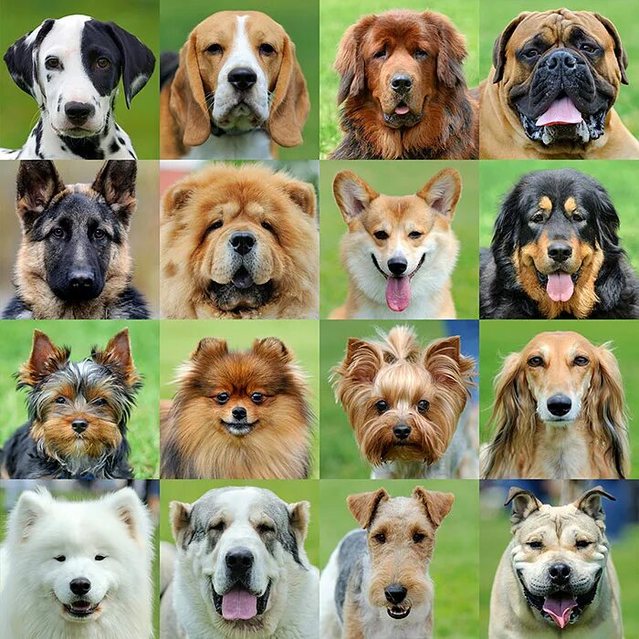 Разновидности породы собак фото 20 Most Popular Dog Breeds - Release Date Price Reviews