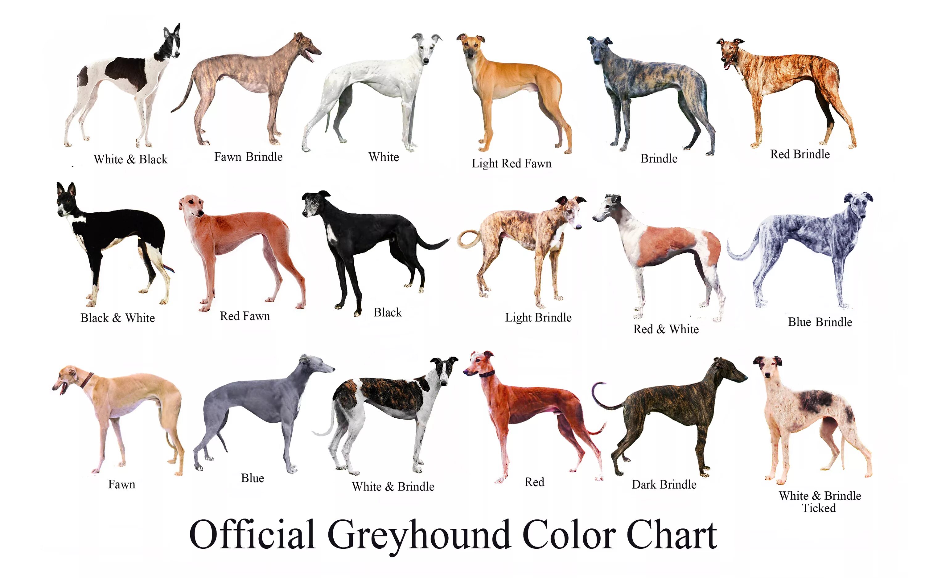 Разновидности породы собак фото Greyhound Art - The Un-Official Greyhound Color Chart. After finding flaws of wh