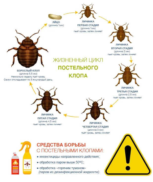 Разновидности постельных клопов фото и названия Постельные клопы Цикл жизни Методы борьбы