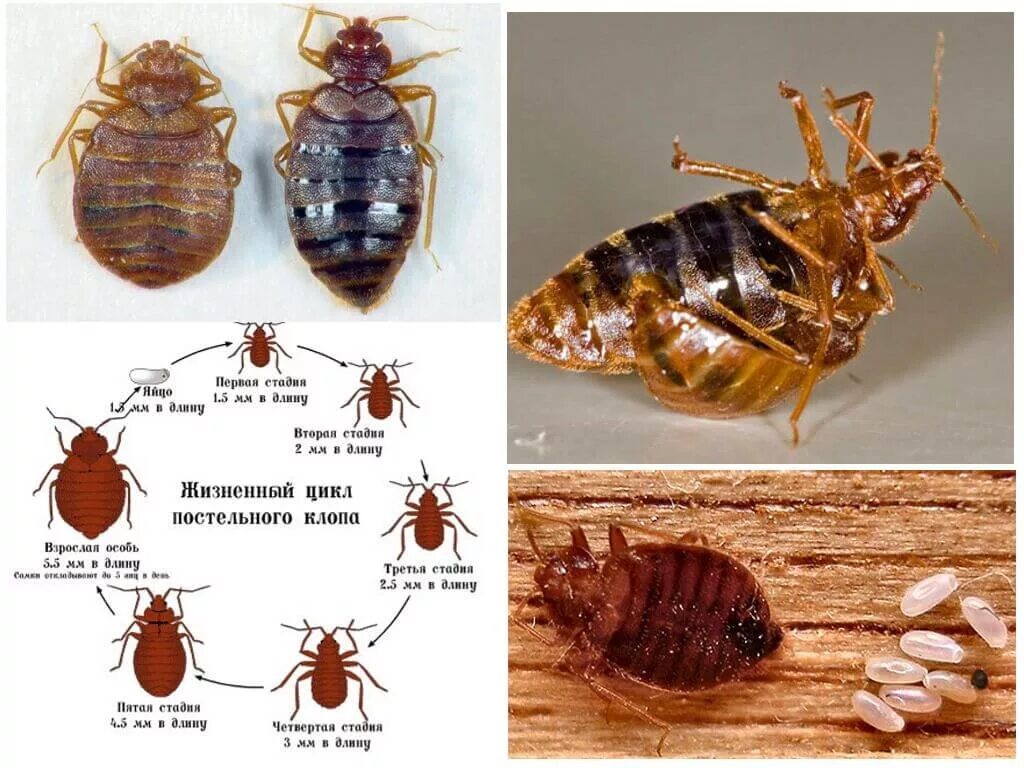 Разновидности постельных клопов фото и названия Мебельные клопы - фото, описание, как избавиться