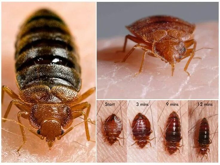 Разновидности постельных клопов фото и названия СЭС САО Москва дезинсекция клопов м. Алтуфьево Sao, Animals, Bee