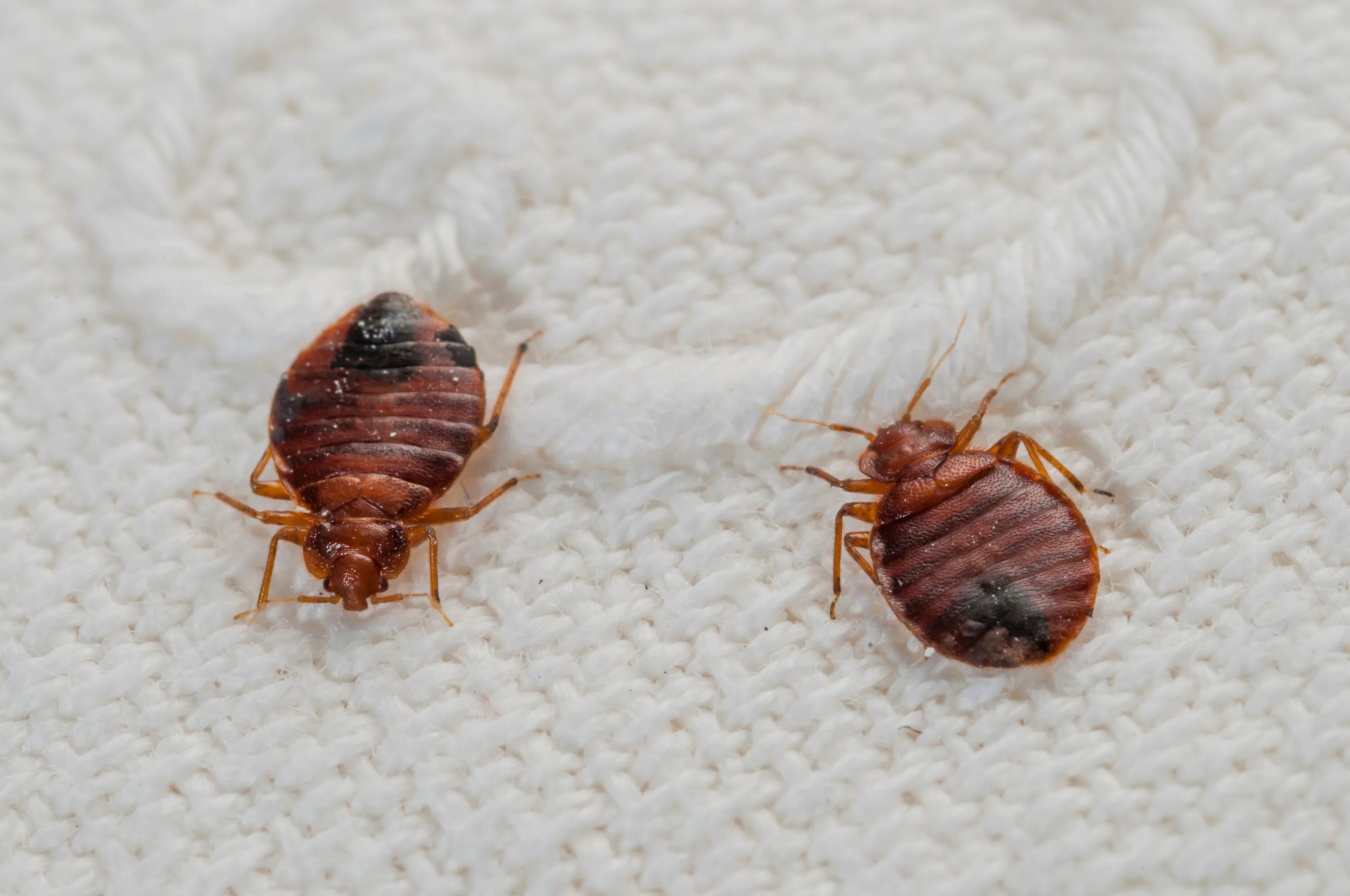 Разновидности постельных клопов фото и названия Bedbugs Small Elusive Parasitic Organisms Top Sellers veter-komforta.ru