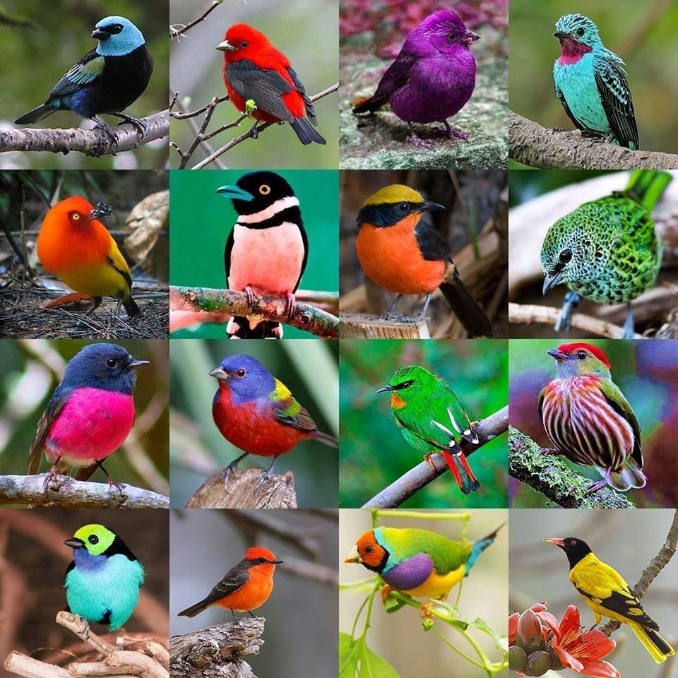 Разновидности птиц фото Pin op Birds Vogeltjes, Vogels, Dieren foto's