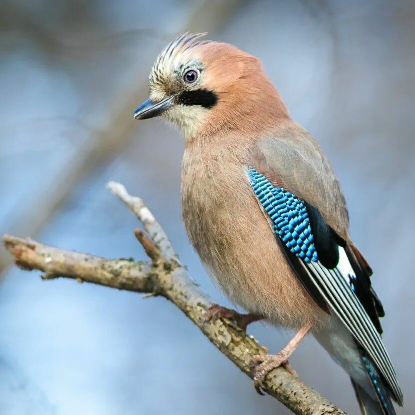 Разновидности птиц фото Pin by Erzsébet Kovács on Madárdal Ornithology, Birds, Bird