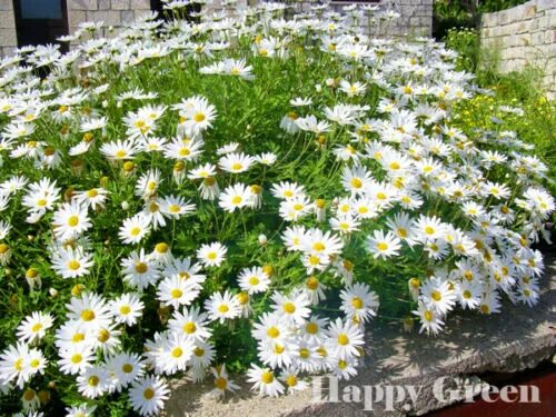 Разновидности ромашек садовых фото с названиями OX EYE DAISY DWARF - 400 SEEDS - Chrysanthemum leucanthemum - Perennial Flower e