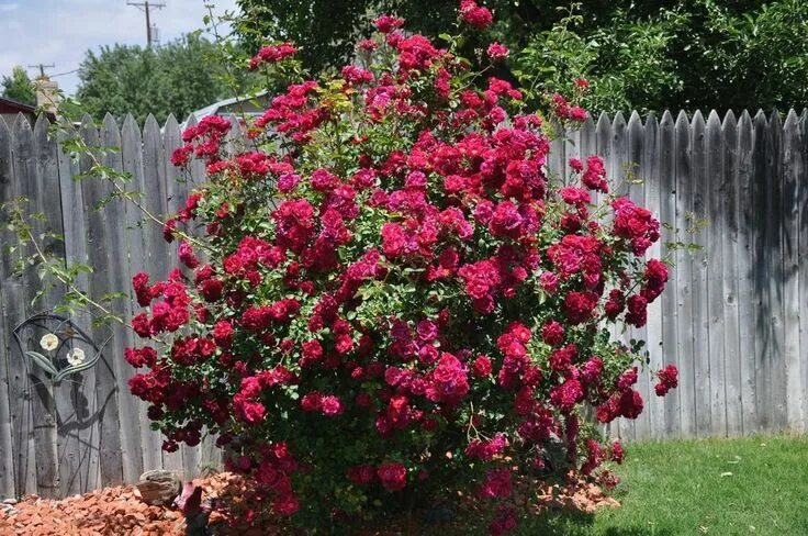 Разновидности роз для сада с фото Climbing Rose Seeds - TEXAS WINE - Winter Hardy Variety - Gmo Free - 10+ Seeds e