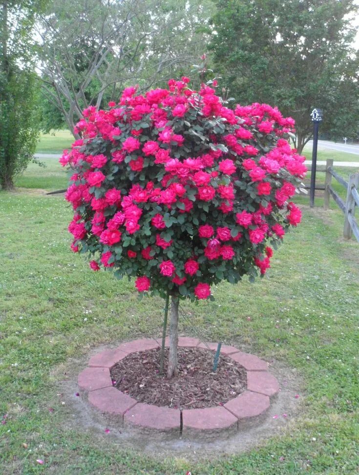 Разновидности роз для сада с фото Knock Out ® Rose Tree Knockout rose tree, Rose trees, Knockout roses