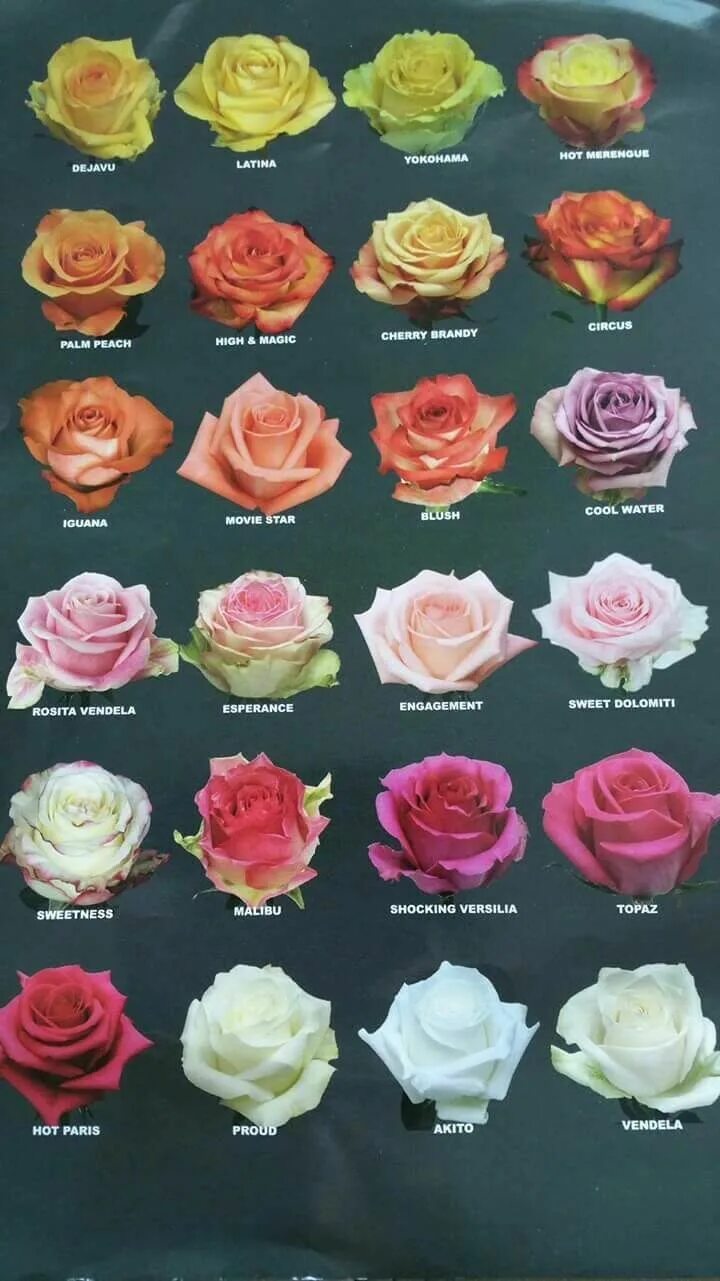 Разновидности роз с фото Pin by María G. on Wedding. Types of roses, Types of flowers, Rose varieties