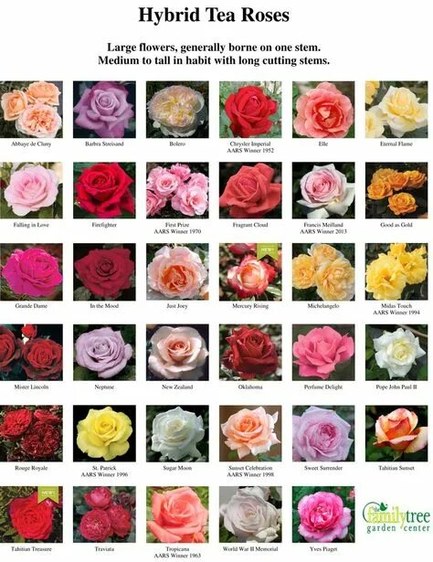 Разновидности роз с фото и описанием Beautiful Hybrid Tea Roses for Your Garden