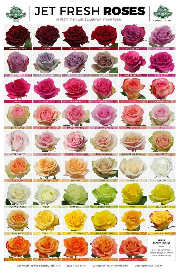 Разновидности роз с фото и описанием Ecuadorian Rose Varieties in 2022 Rose varieties, Rose color meanings, Types of 