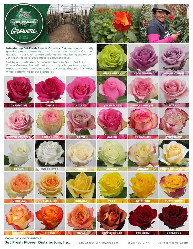 Разновидности роз с фото и описанием Check out the roses currently growing at Jet Fresh Flower Growers, S.A. in Cotop