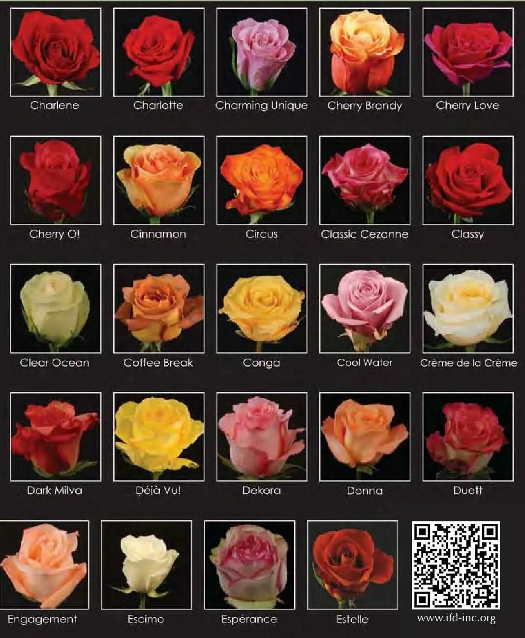 Разновидности роз виды и все фото 2016 Cut Flower Wholesale Catalog Flower identification, Beautiful rose flowers,