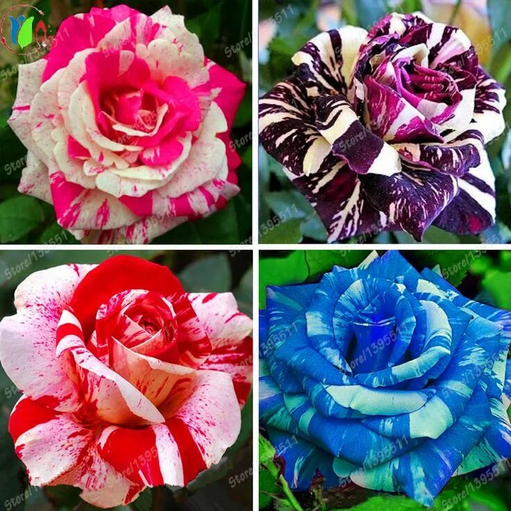 Разновидности роз виды и все фото 2016 New Blue Dragon Rose Seeds Rare Beautiful Stripe Rose Bush Plant Diy Home G