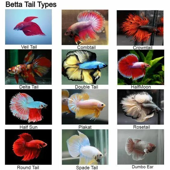 Разновидности рыбок фото Types of Bettas: Tails, Colors & Patterns in 2022 Betta fish types, Betta fish t