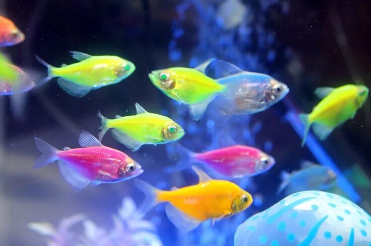 Разновидности рыбок фото neon tetra fish Neon tetra fish, Tetra fish, Neon tetra