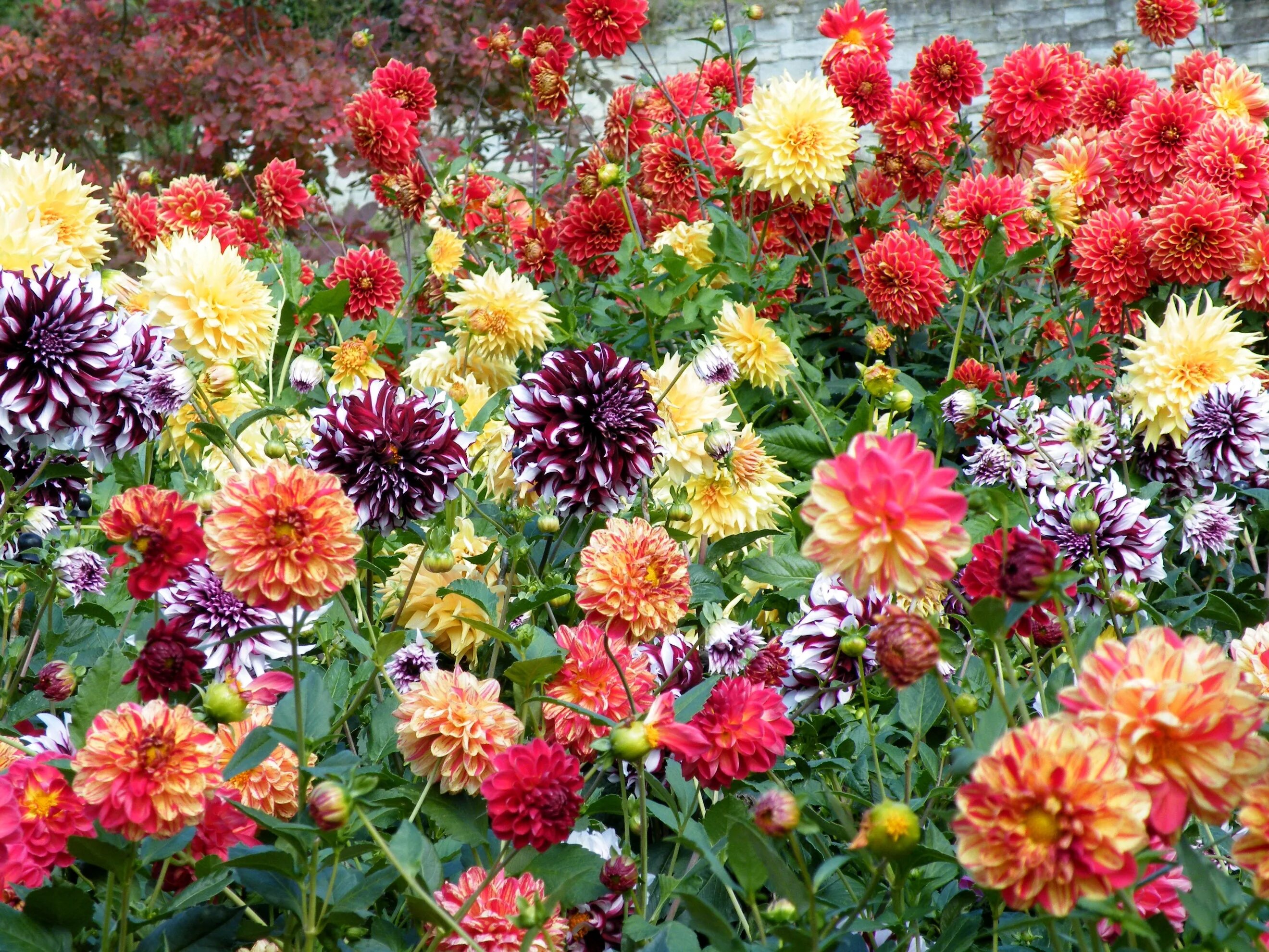 Разновидности садовых цветов фото Wallpaper : dahlias, flowers, bright, colorful 2640x1980 - wallhaven - 1093046 -