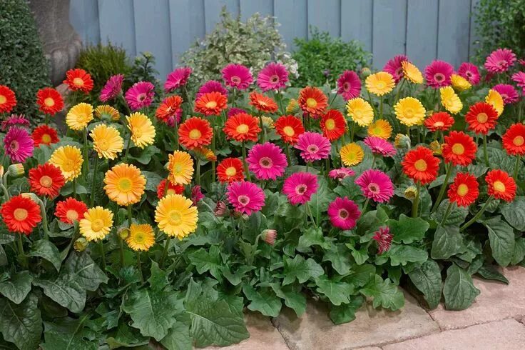 Разновидности садовых цветов фото Hardy gerbera, from Blooming Direct Outdoor flowers, Flower garden, Planting flo