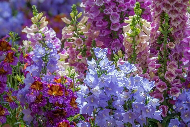 Разновидности садовых цветов фото Palette Flowers, Delphinium, Garden plants