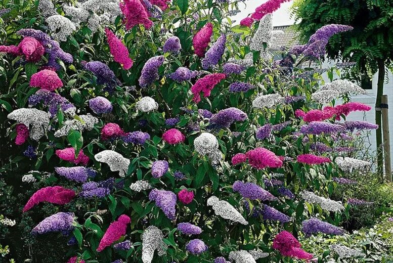 Разновидности садовых цветов фото Buddleia Tricolour Butterfly Bush Offer - Wowcher