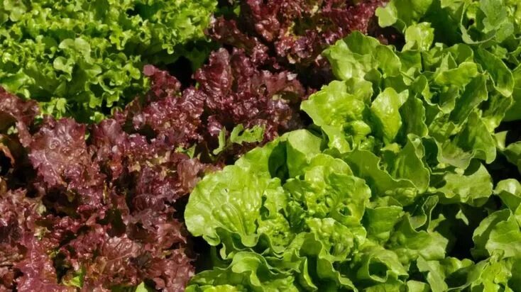 Разновидности салатов фото as alfaces Red leaf lettuce, Lettuce, Nutrition