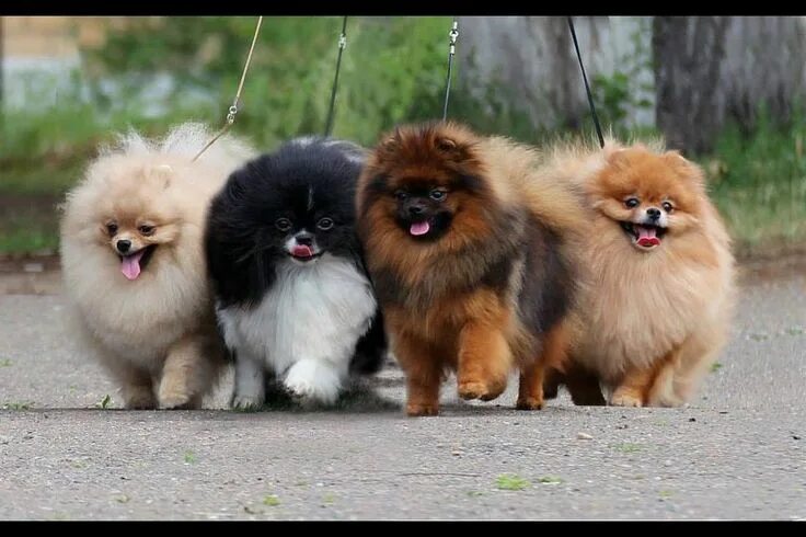 Разновидности шпицев с фото и названием мордочки Pomeranian puppy, Pomeranian dog, Puppies