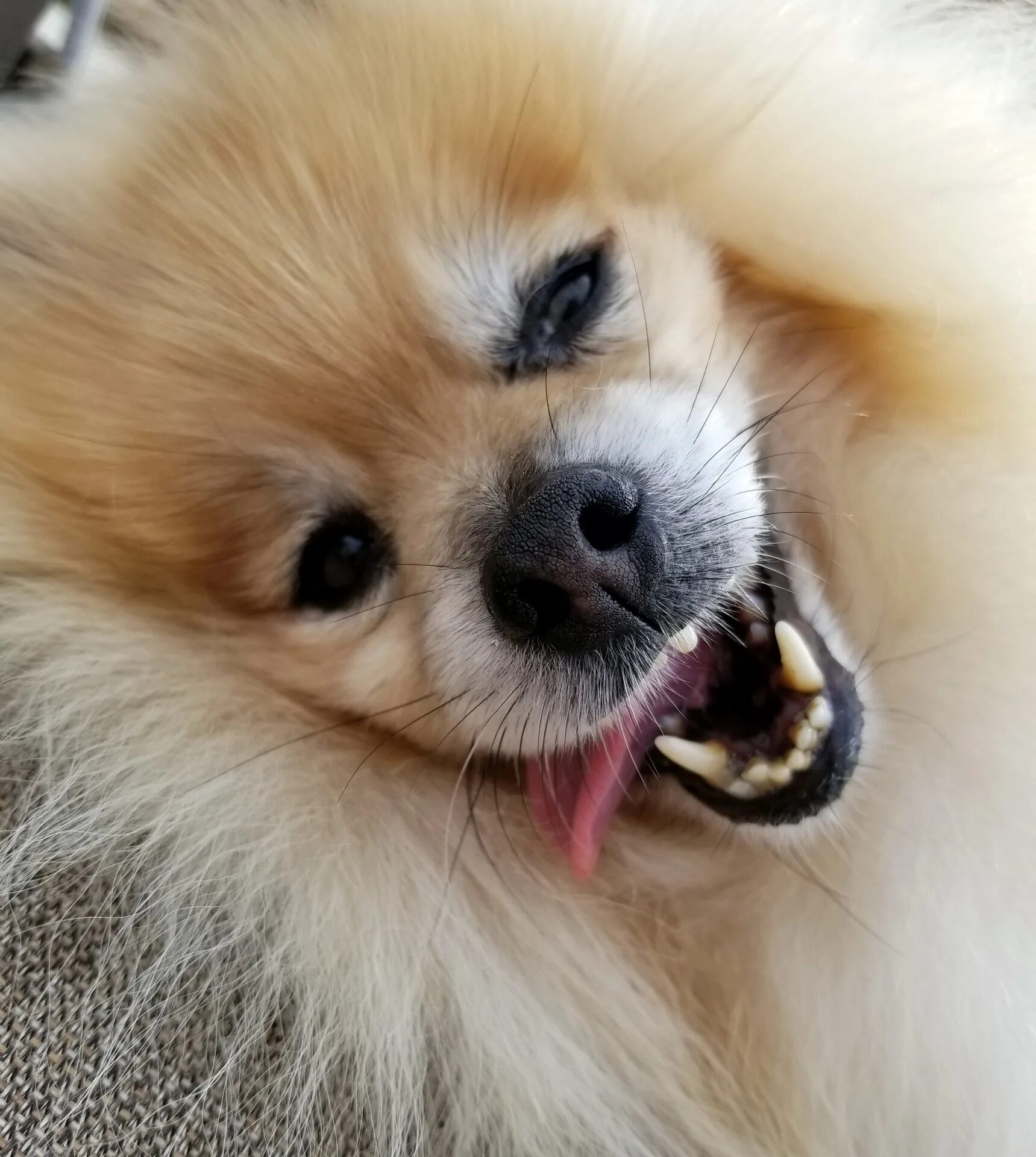 Разновидности шпицев с фото и названием мордочки Edit free photo of Pomeranian,dog,dogs,pet,face - needpix.com