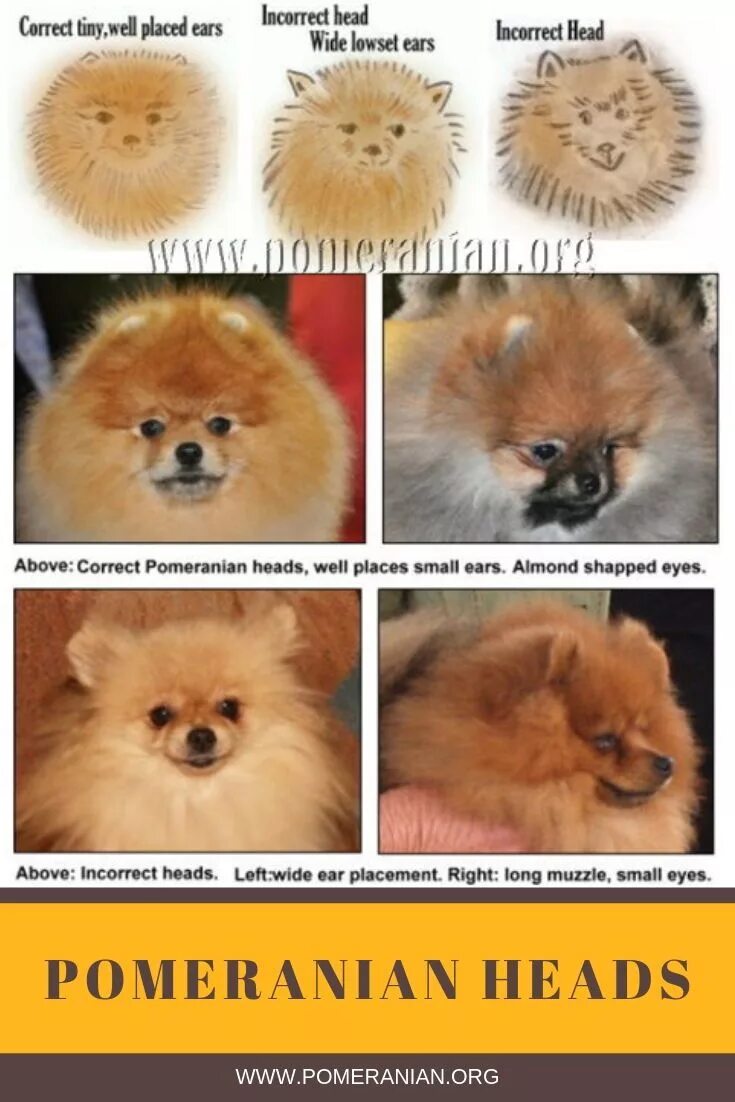 Разновидности шпицев с фото и названием мордочки Pomeranian Dog Head Types Pomeranian dog, Pomeranian, Pomeranian facts