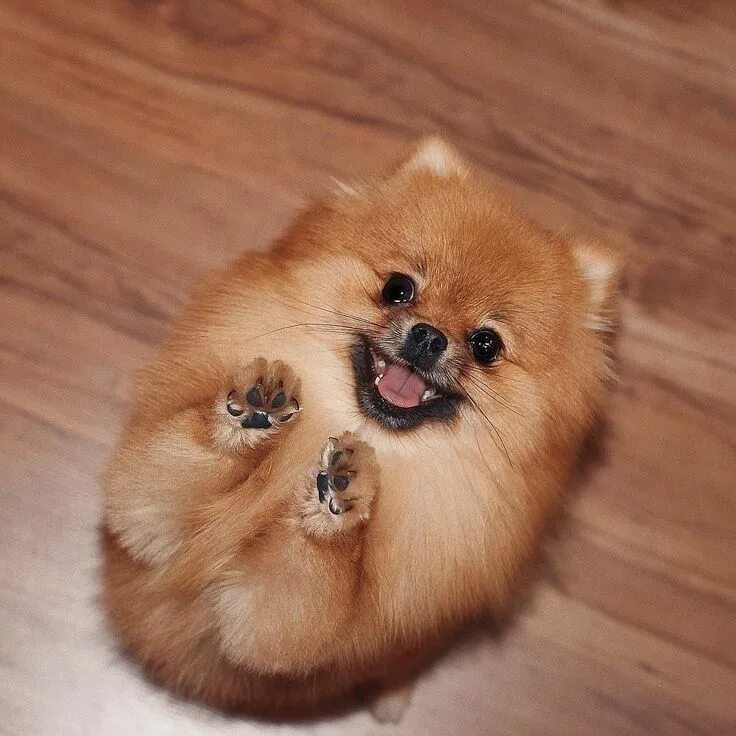 Разновидности шпицев с фото и названием мордочки Twitter Pomeranian puppy, Cute dogs, Cute pomeranian