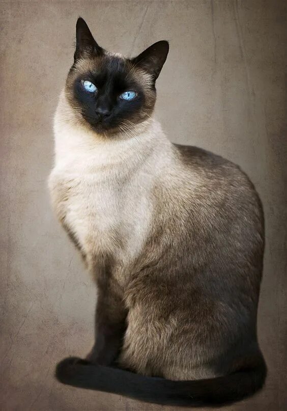 Разновидности сиамских кошек с фото Pinterest Cat breeds siamese, Cute cats, Pretty cats