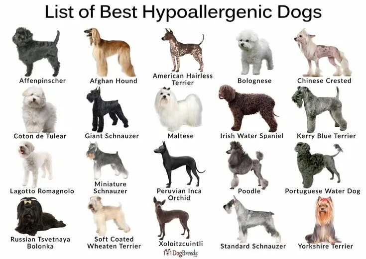 Разновидности собак породы фото и названия List of Best Hypoallergenic Dog Breeds ... Hypoallergenic dog breed, Best hypoal