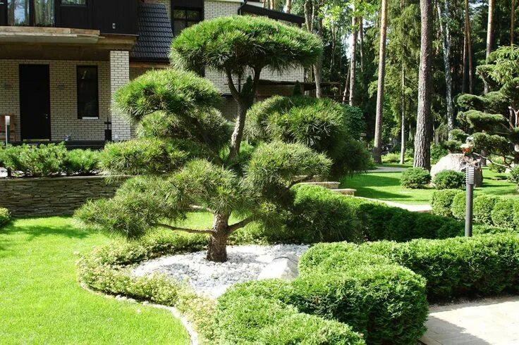 Разновидности сосен фото и названия для сада 75 Asian Front Yard Landscaping Ideas You'll Love - March, 2024 Front yard lands