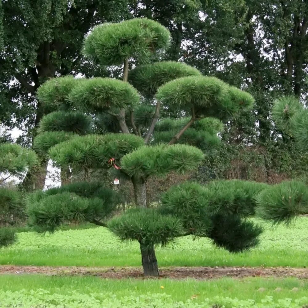 Разновидности сосен фото и названия для сада Сосна черная (Австрийская) (Pinus Nigra) - Питомник и Садовый центр Русские Дере