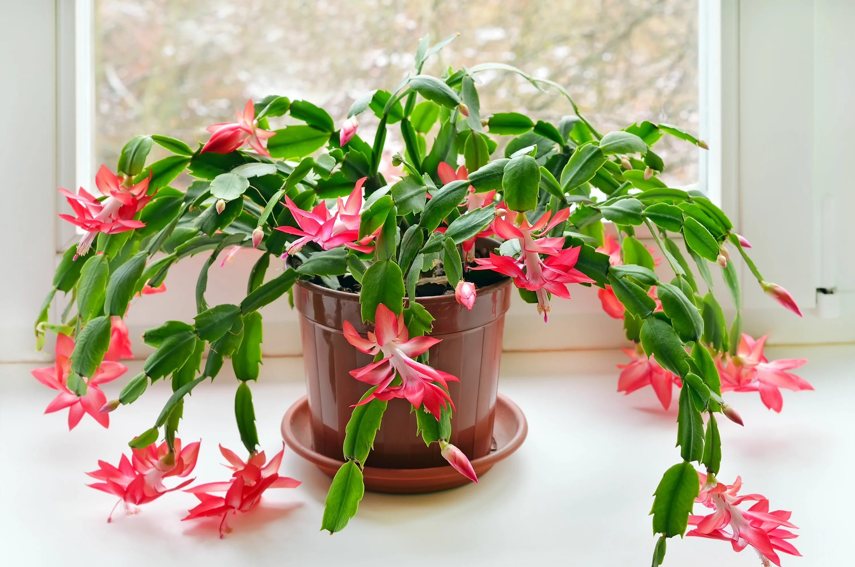 Разновидности цветов декабристов фото How to Care for Christmas Cactus Plants Hunker Plantas de invierno, Jardineria y