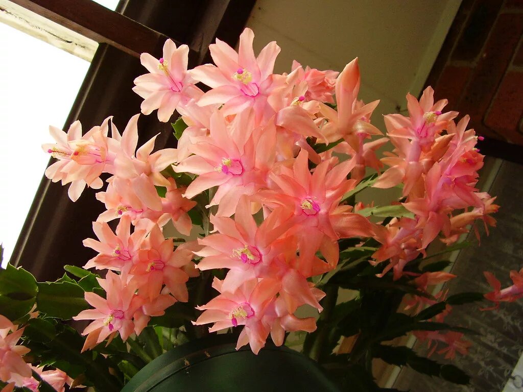 Разновидности цветов декабристов фото Schlumbergera cactus - "Pink heaven" This is mum's "Pink h. Flickr