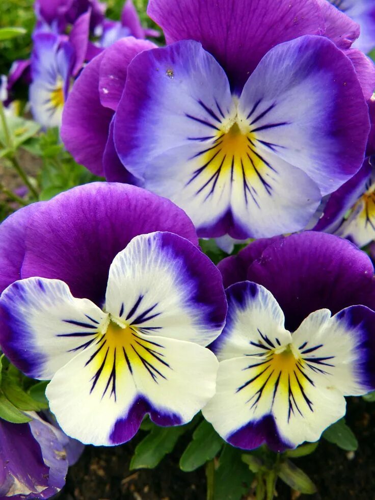 Разновидности цветов фото Early Spring Flowers Early spring flowers, Pansies flowers, Pansies