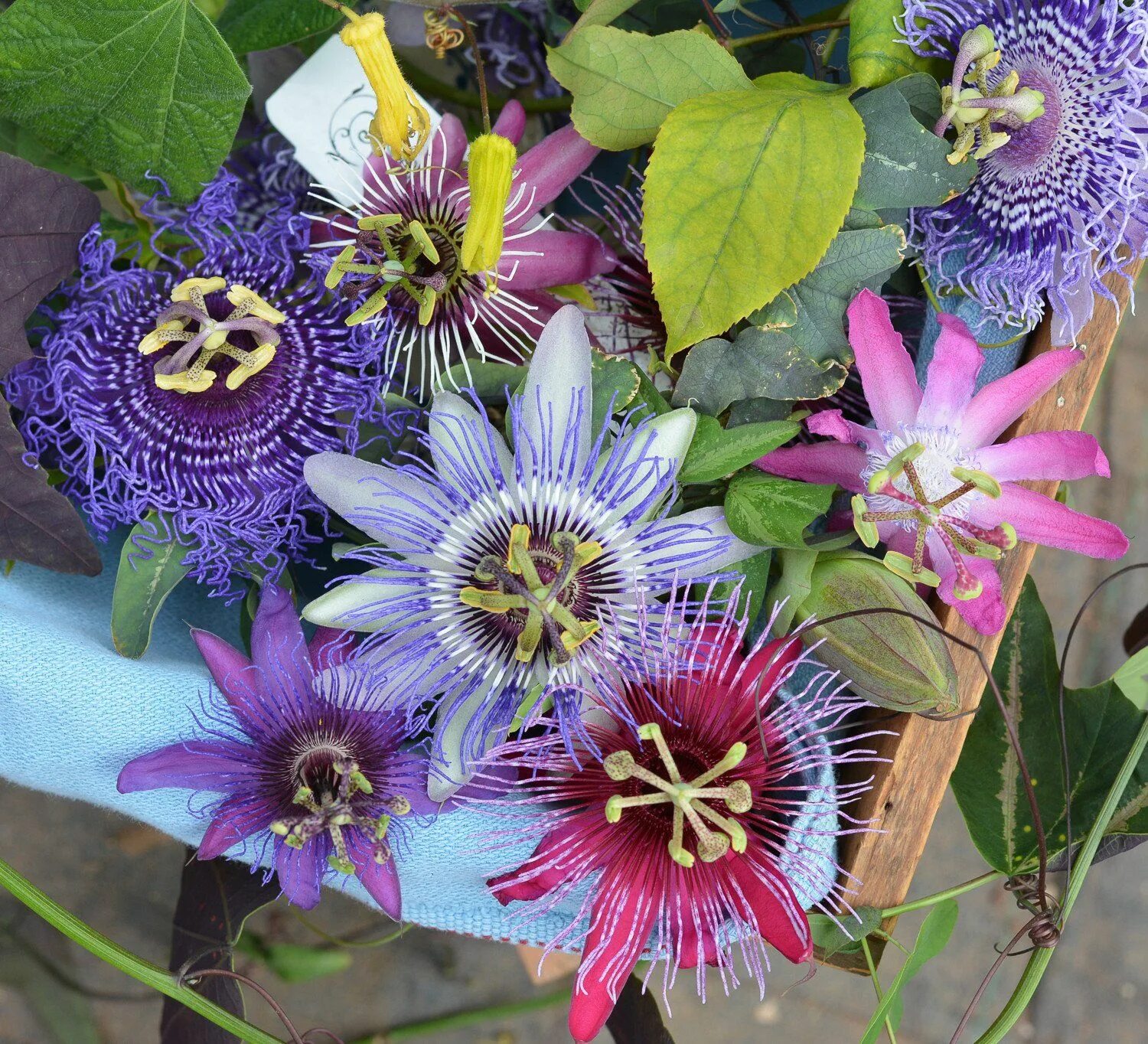 Разновидности цветов фото Passiflora Starter Kit Passion fruit flower, Exotic flowers, Beautiful flowers