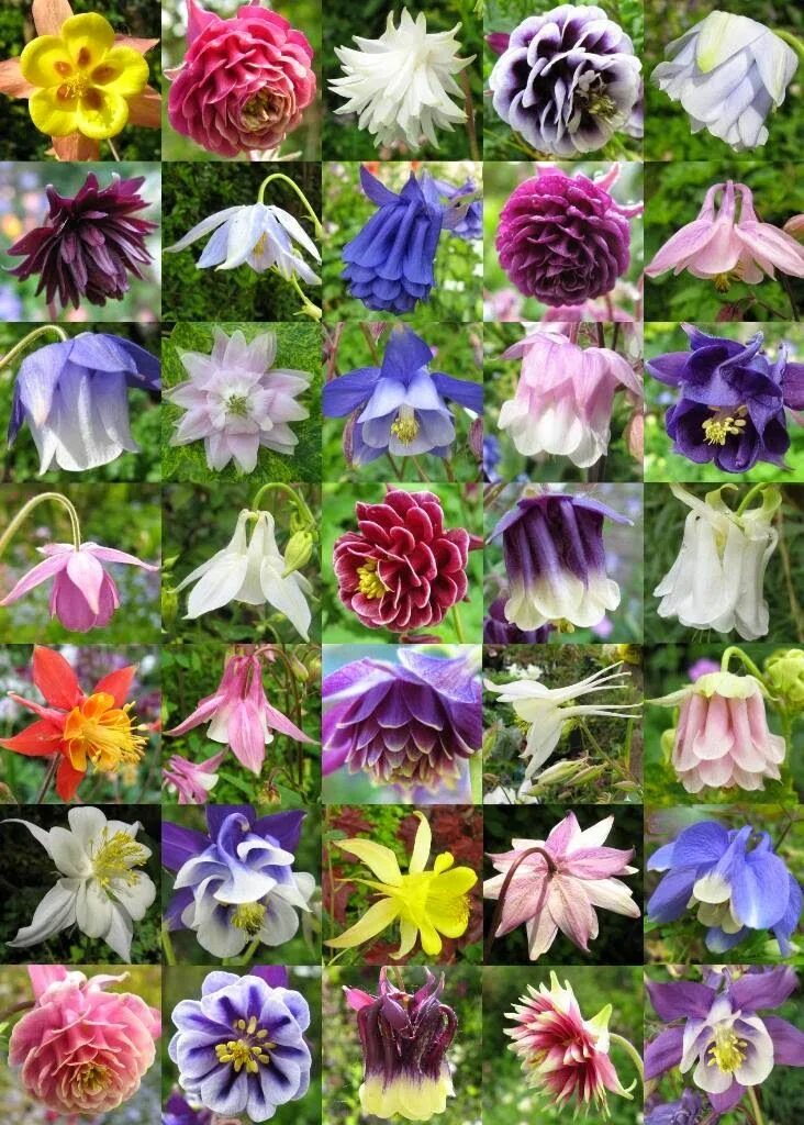 Разновидности цветов фото Rachel the Gardener: How to: Cut back Aquilegia Columbine flower, Seeds, Seed ca