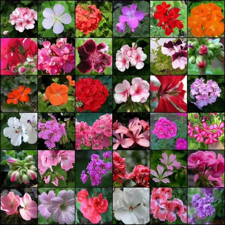 Разновидности цветов фото и описание Geraniums Geraniums, Growing geraniums, Geranium flower