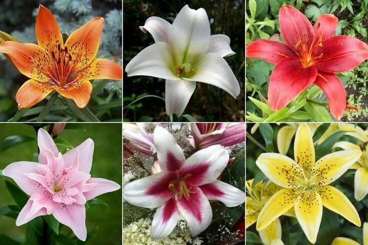 Разновидности цветов фото и описание Лилия - фото, виды и сорта, Lily or Lilies Plants, Flowers, Garden