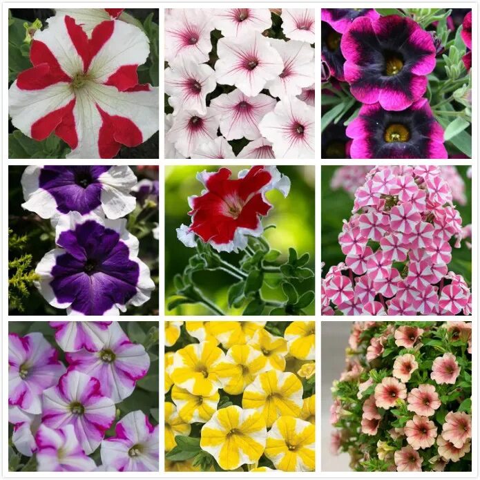 Разновидности цветов фото и описание Marseed Attractive 200pcs Mix Color Petunia Flower Seeds Decoration Gardening Se