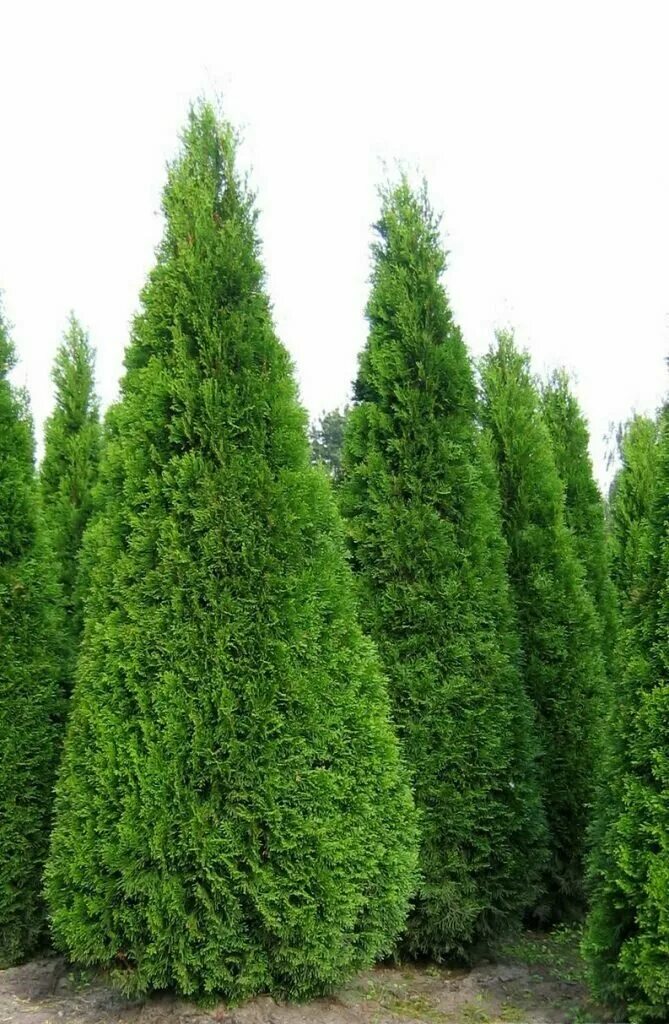 Разновидности туи фото Туя западная Смарагд Thuja occidentalis Smaragd - 225 - 250 (см) - купить в инте