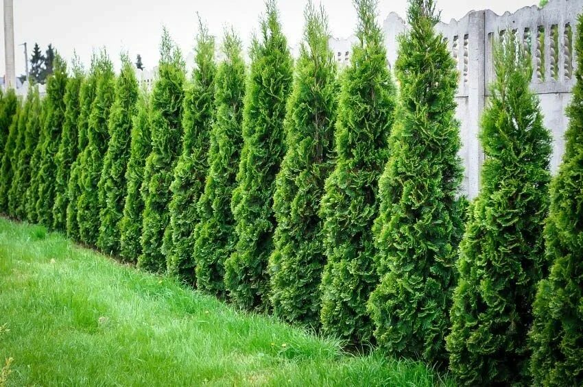 Разновидности туи фото и название быстрорастущие Thuja Green Giant Emerald green arborvitae, Thuja green giant, Green giant arbor