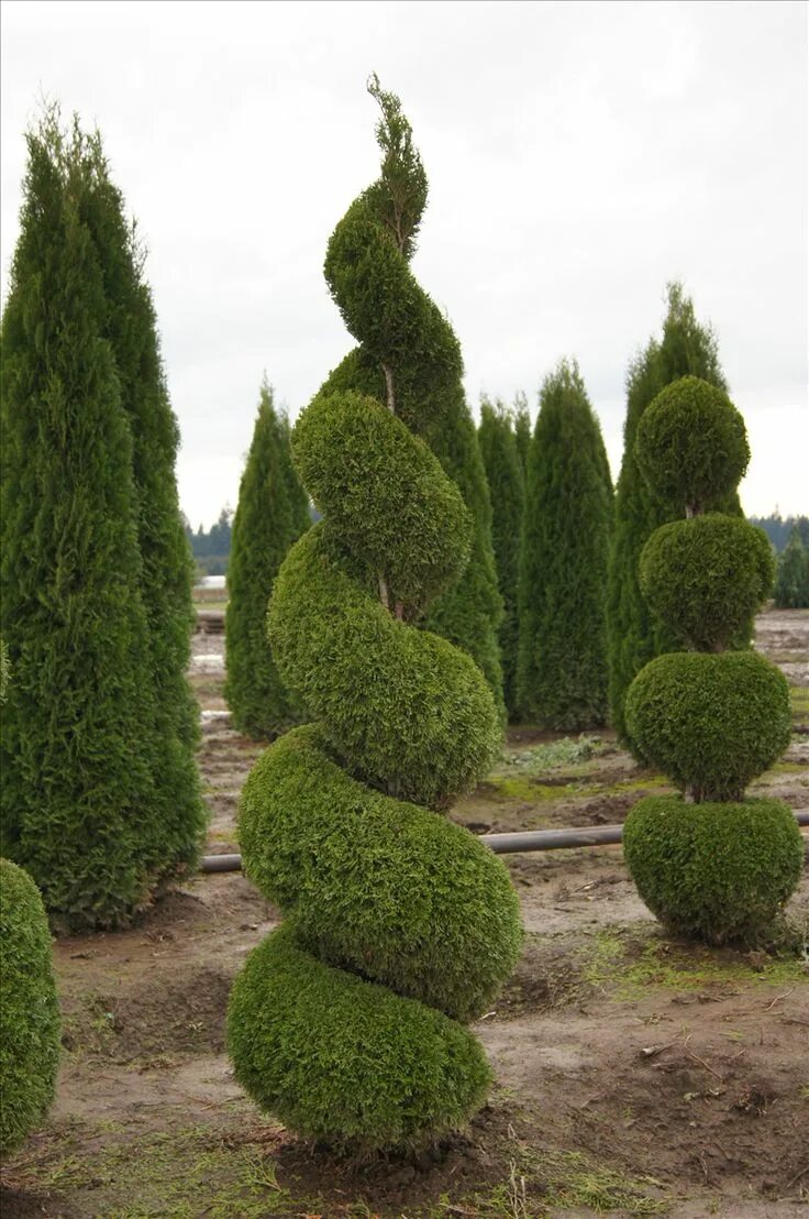 Разновидности туи фото и название цена Thuja occidentalis 'Smaragd' spiralled topiary Emerald green arborvitae, Topiary