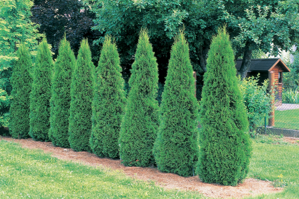 Разновидности туи фото и название цена How to Grow and Care for Emerald Green Arborvitae Trees Fast growing shrubs, Gro